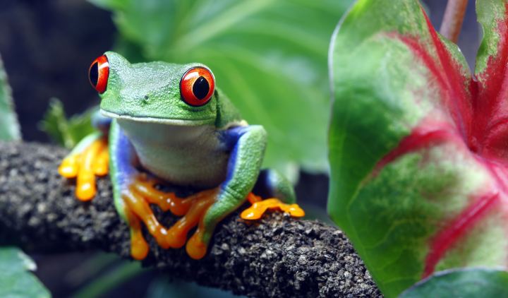 A Big Green Frog With Red Eyes Sits On A Branch