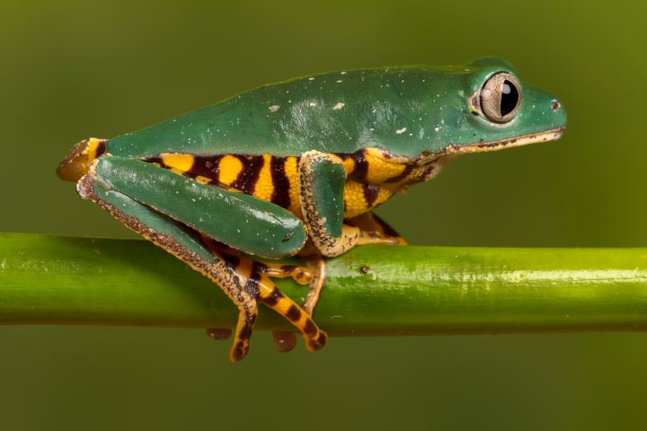 A Green Frog With A Yellow Belly Sits On A Green Branch