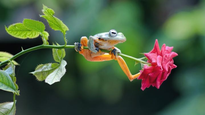 A Small Green Frog Is Sitting On A Rose