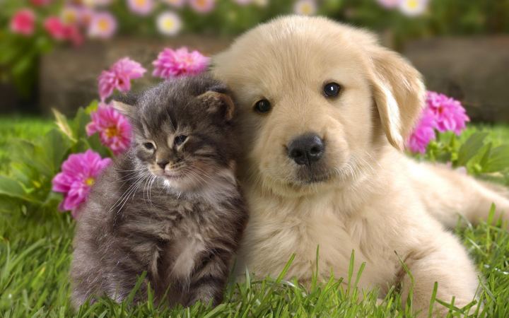 Affectionate Kitten And Puppy On A Background Color