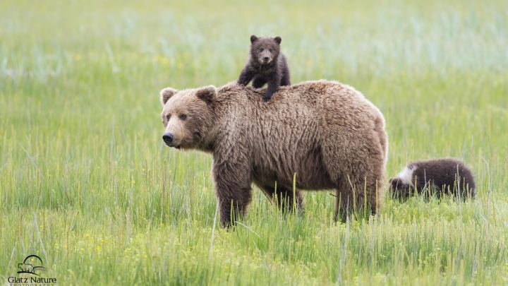 Bear And Cub On The Grass