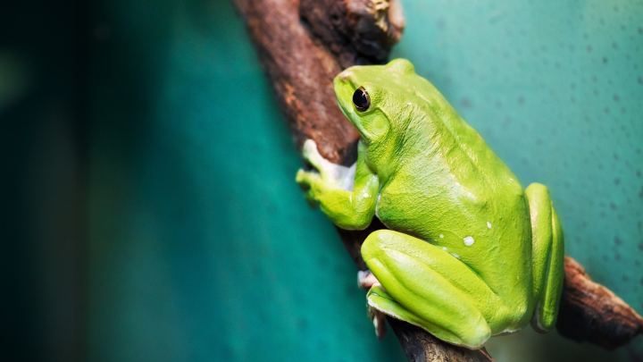 Big Green Frog On Branch