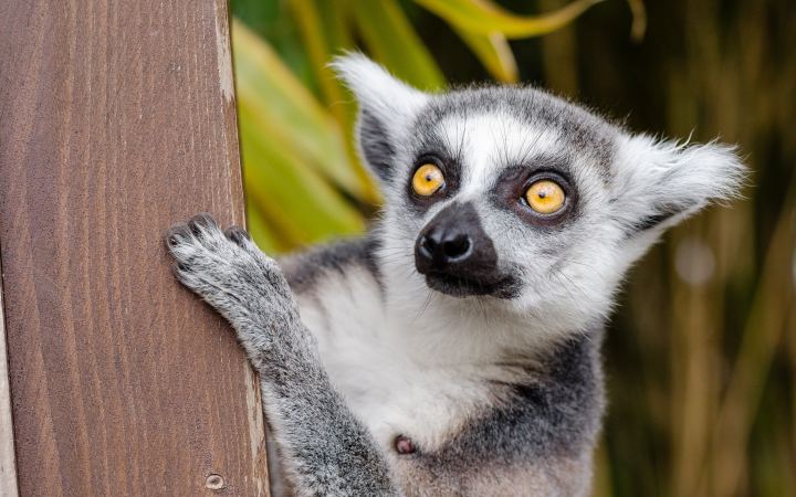 Big Lemur With Yellow Eyes On A Tree