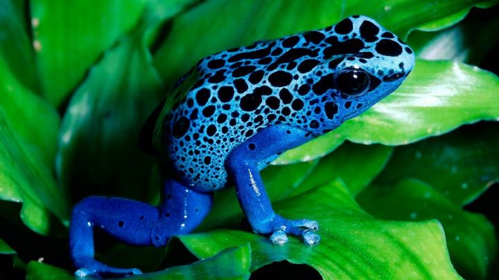 Blue Frog On The Green