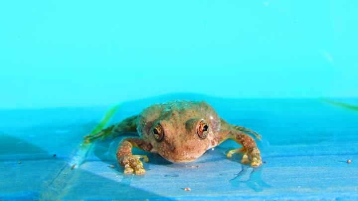Frog In Blue Water