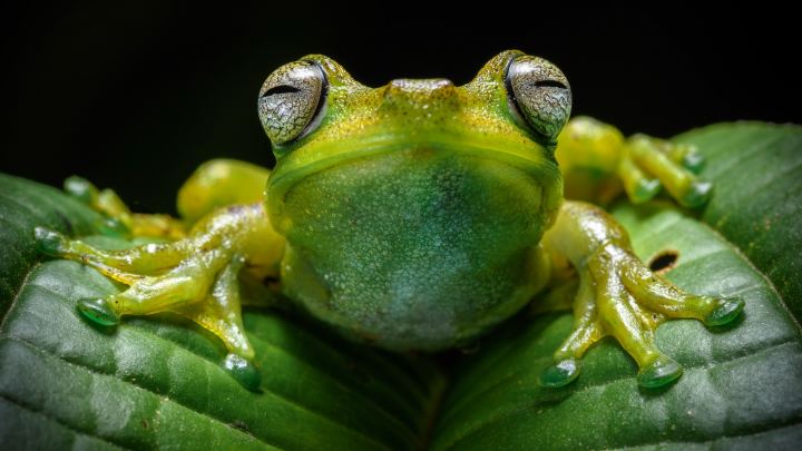 Frog On Green Leaf Close Up