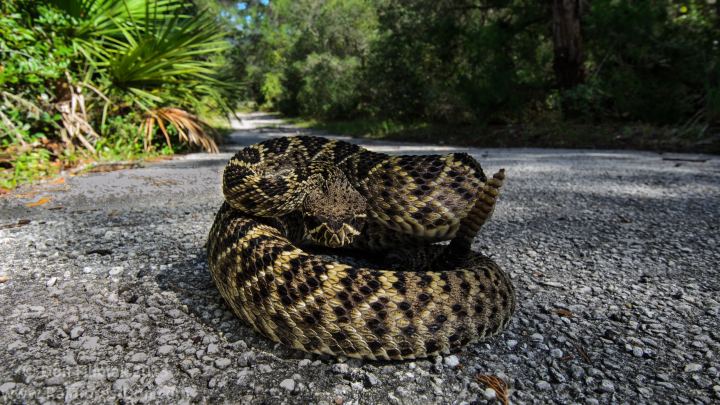 The Snake Curled Up On A Footpath