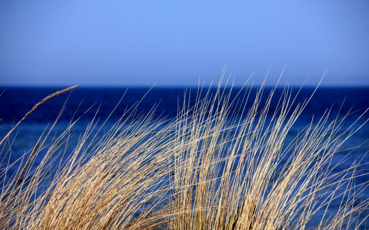 Nature Dry Grass Against A Blue Horizon