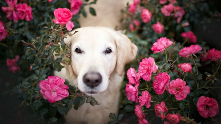 Labrador Retriever Dog Between Pink Rose Flowers With Green Leaves Plants