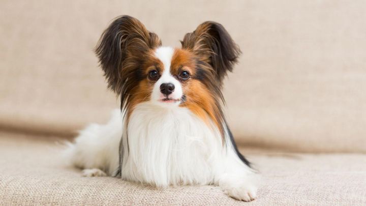 White Brown Black Papillon Dog On Couch
