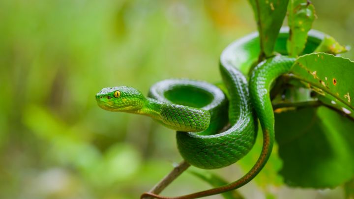 Yellow Eyes Green Python Snake On Green Plant In Blur Green Background 4K